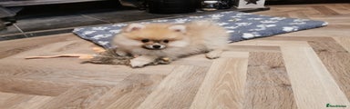 Pomeranian Puppy 1
