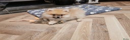 Pomeranian dogs for sale: Pomeranian male KC puppy  - Advert 11