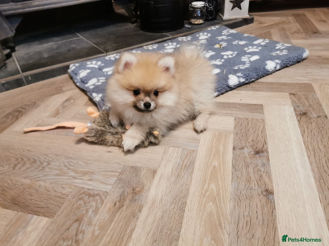 Pomeranian dogs for sale: Pomeranian male KC puppy  - Advert 11
