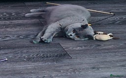 British Shorthair cats for sale: Female british shorthair  - Image 3