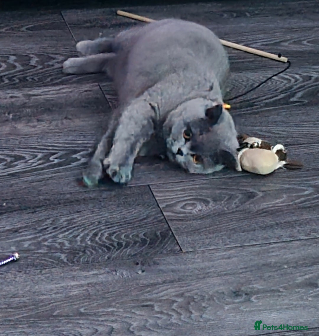 British Shorthair cats for sale: Female british shorthair  - Image 3