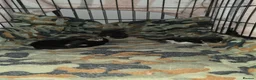 Mixed Breed cats for sale: Adorable kittens in Barnsley - Advert 2
