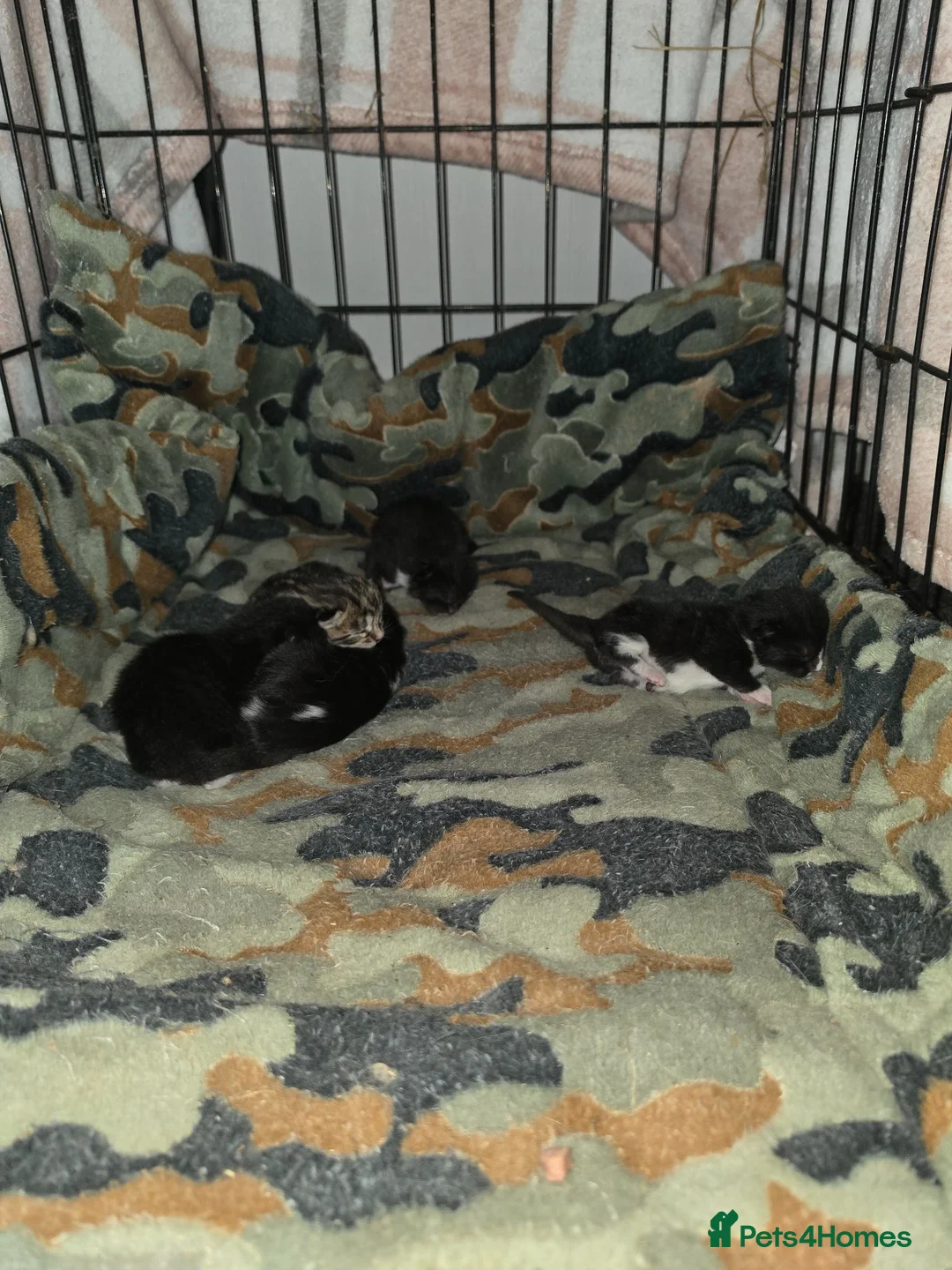 Mixed Breed cats for sale: Adorable kittens in Barnsley - Advert 2