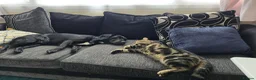 Springador dogs for sale: 2 year old springador  in Hull - Advert 2