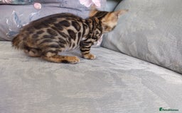 Bengal cats for sale: Kittens Bengal Pedigree tree blood line - Image 11