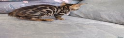 Bengal cats for sale: Kittens Bengal Pedigree tree blood line - Advert 18