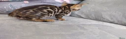 Bengal cats for sale: Kittens Bengal Pedigree tree blood line - Advert 18