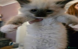 Ragdoll cats for sale: Purebred Ragdoll kittens, blue, seal, Lynx mitted - Image 12