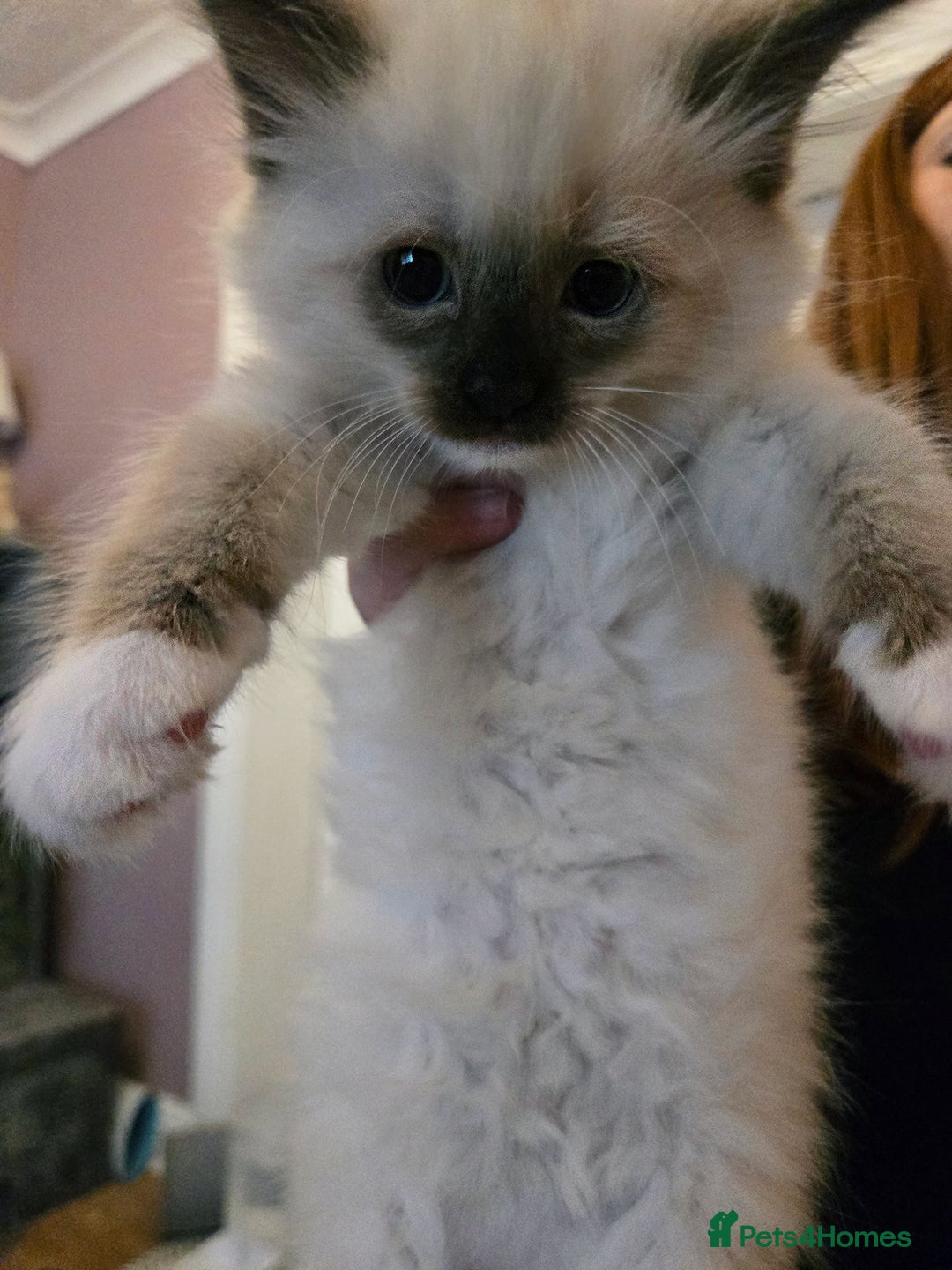 Ragdoll cats for sale: Purebred Ragdoll kittens, blue, seal, Lynx mitted - Image 12