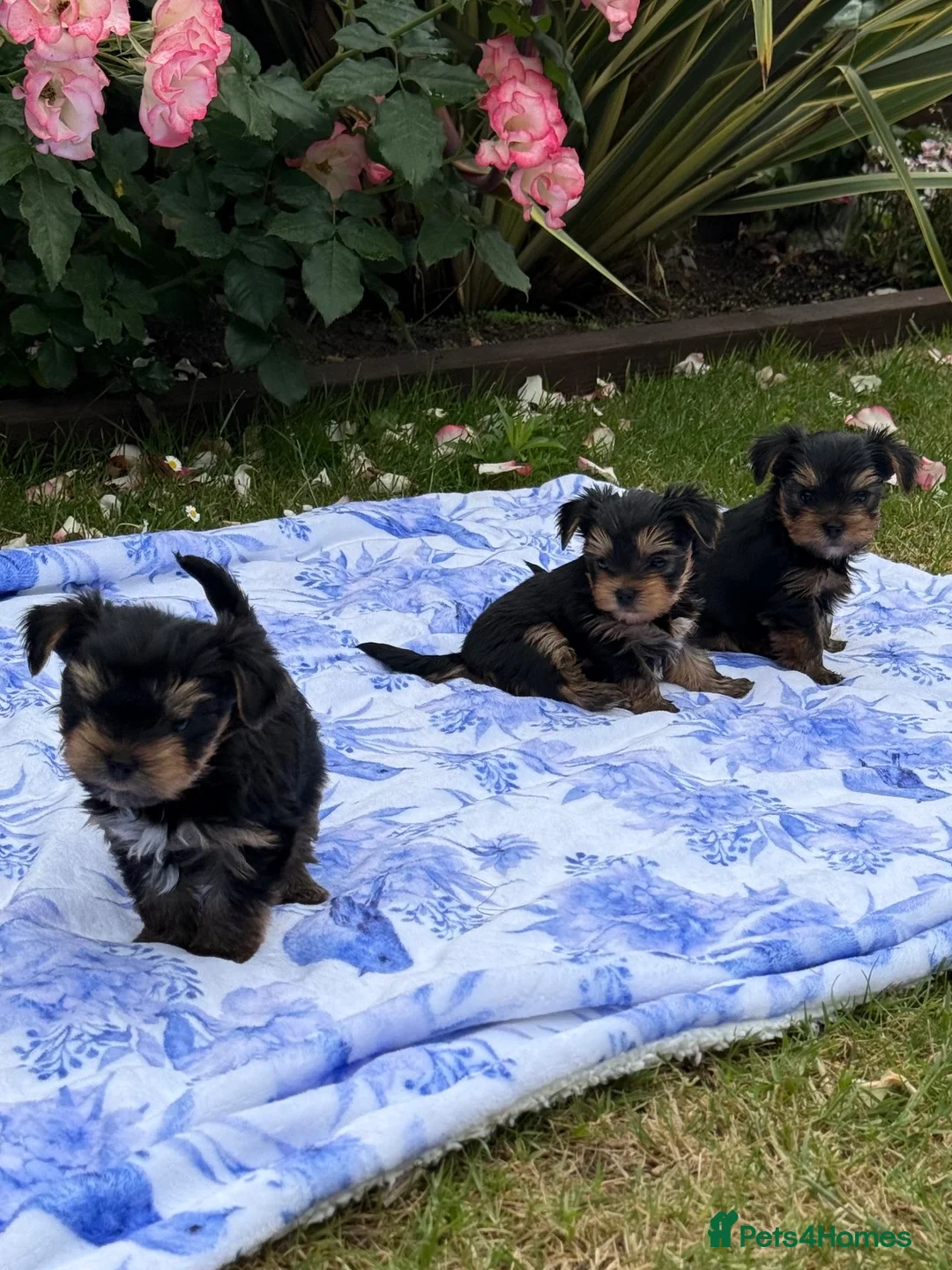 Yorkshire Terrier dogs for sale: Kc registered Yorkshire terrier puppies - Advert 2