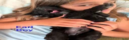 Goldendoodle dogs for sale: F1b Standard Goldendoodle Puppies blue/black - Advert 21