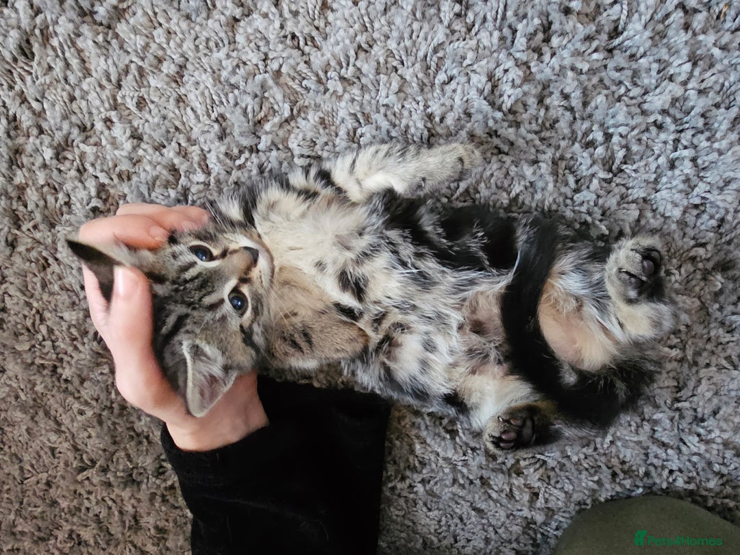 Mixed Breed cats for sale: 4 Gorgeous Bombay-Heritage Kittens- Litter Trained - Advert 27