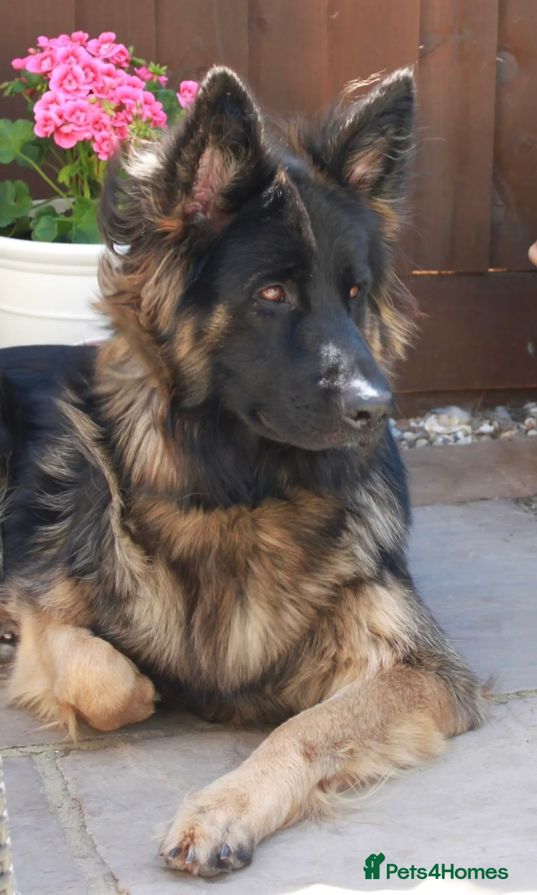 German Shepherd dogs for sale: German shepherd puppies - Advert 1