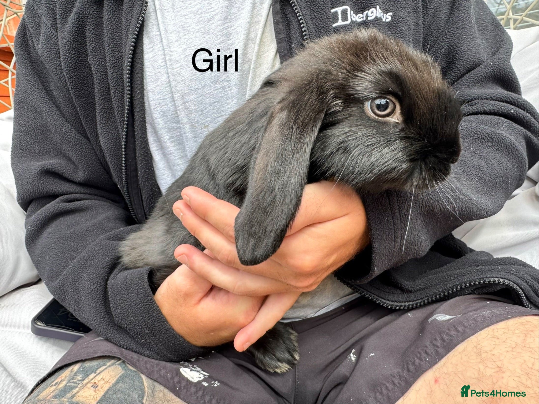 French Lop rabbits Ready now Baby French lops TWO LEFT  - Advert 8