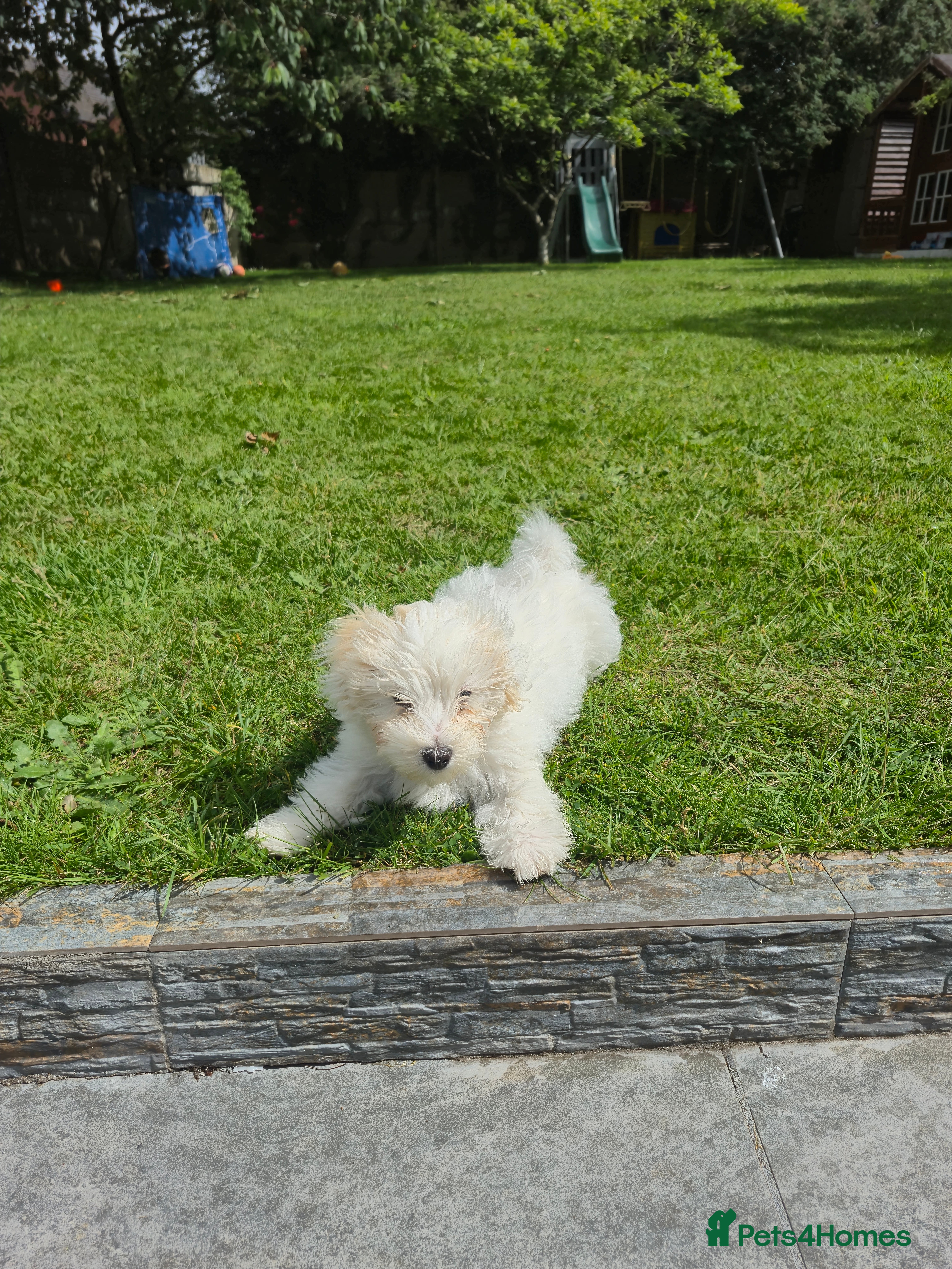 Bichon Frise dogs Beautiful Maltese Puppy – Loving Home Wanted - Advert 1