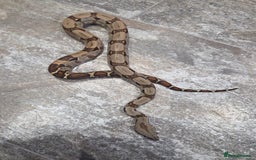 Boa Snake reptiles for sale: Female cb23 small boa poss central american/dwarf  - Image 5