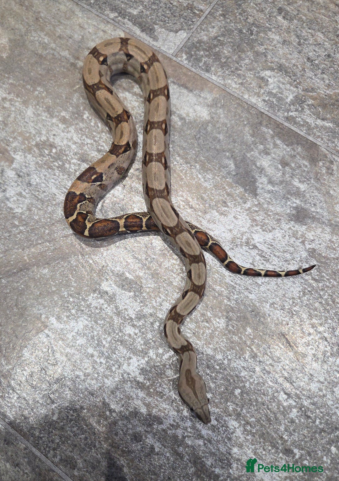 Boa Snake reptiles for sale: Female cb23 small boa poss central american/dwarf  - Image 5