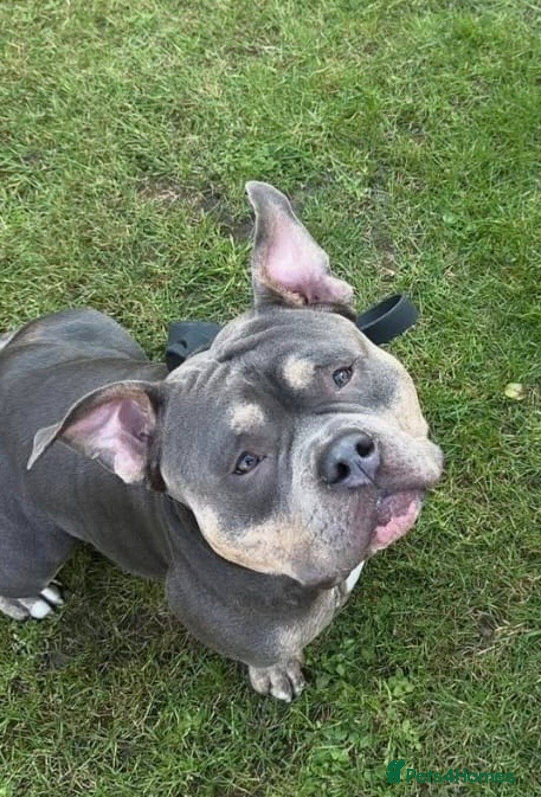 American Bully dogs for sale: Blue & lilac tri pocket bully’s  - Image 7