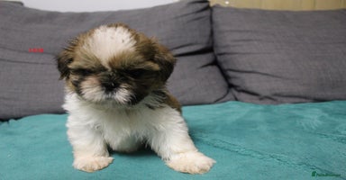 Shih Tzu dogs - Advert 16