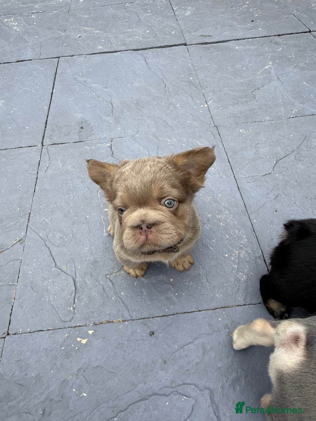 French Bulldog dogs for sale: Fluffy ** frenchies  - Image 17