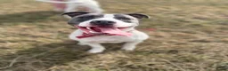 Mixed Breed dogs for sale: 8 month old female American bulldog x staffy  in Cheltenham - Advert 3