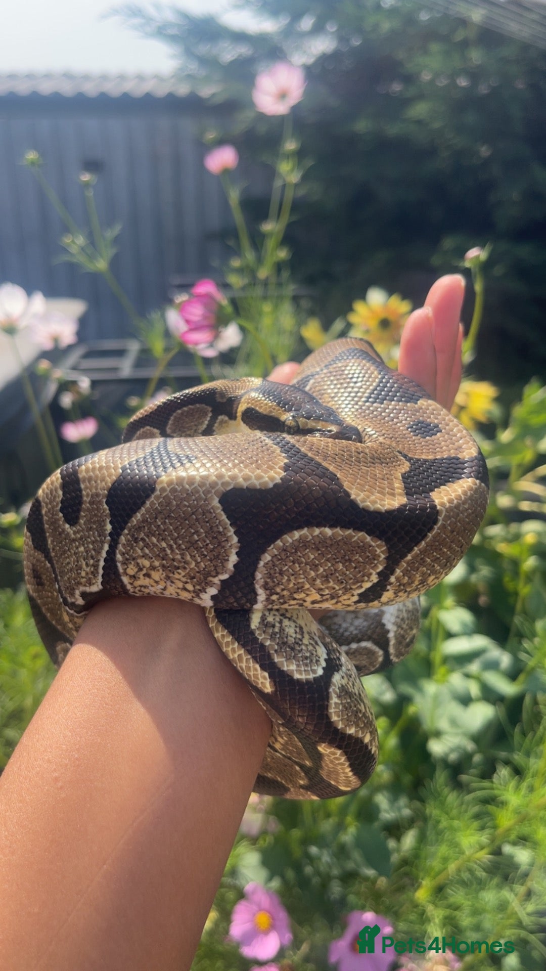 Python Snake reptiles Male ball python - Advert 1