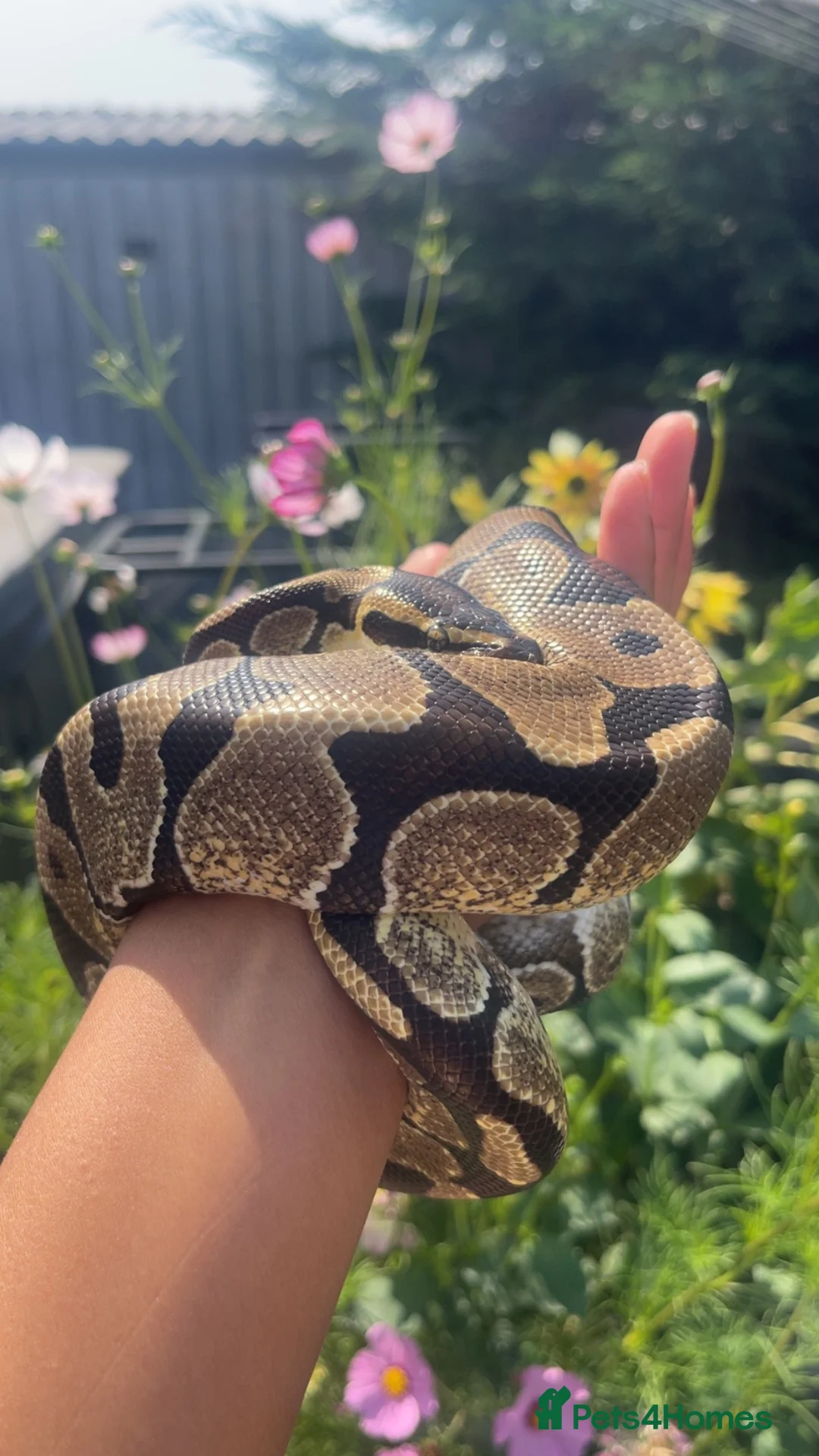 Python Snake reptiles for sale: Male ball python in Ipswich - Advert 1
