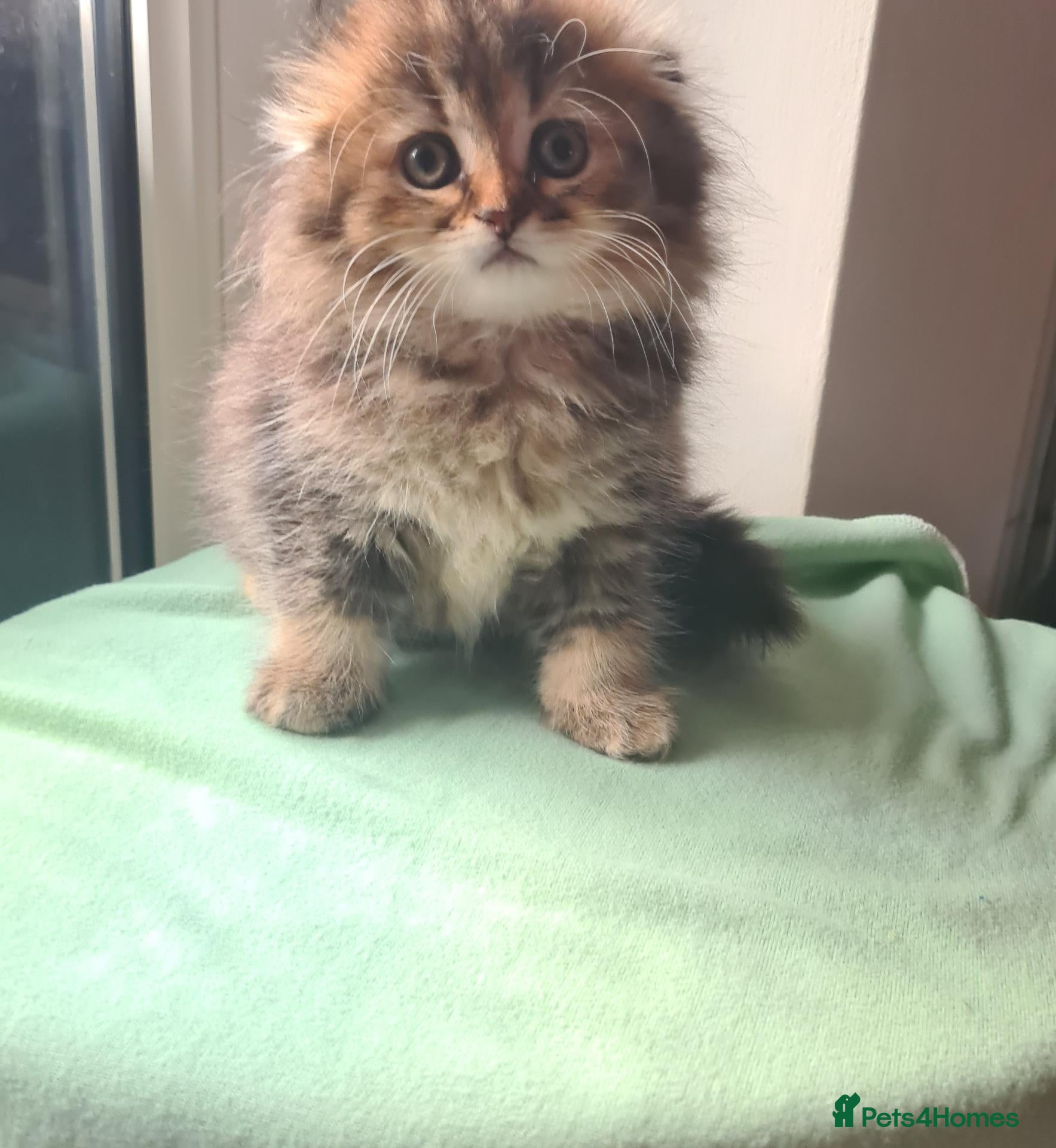 Scottish Fold cats Beautiful Scottish fold kittens  - Advert 17