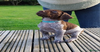 German Shorthaired Pointer dogs - Advert 8