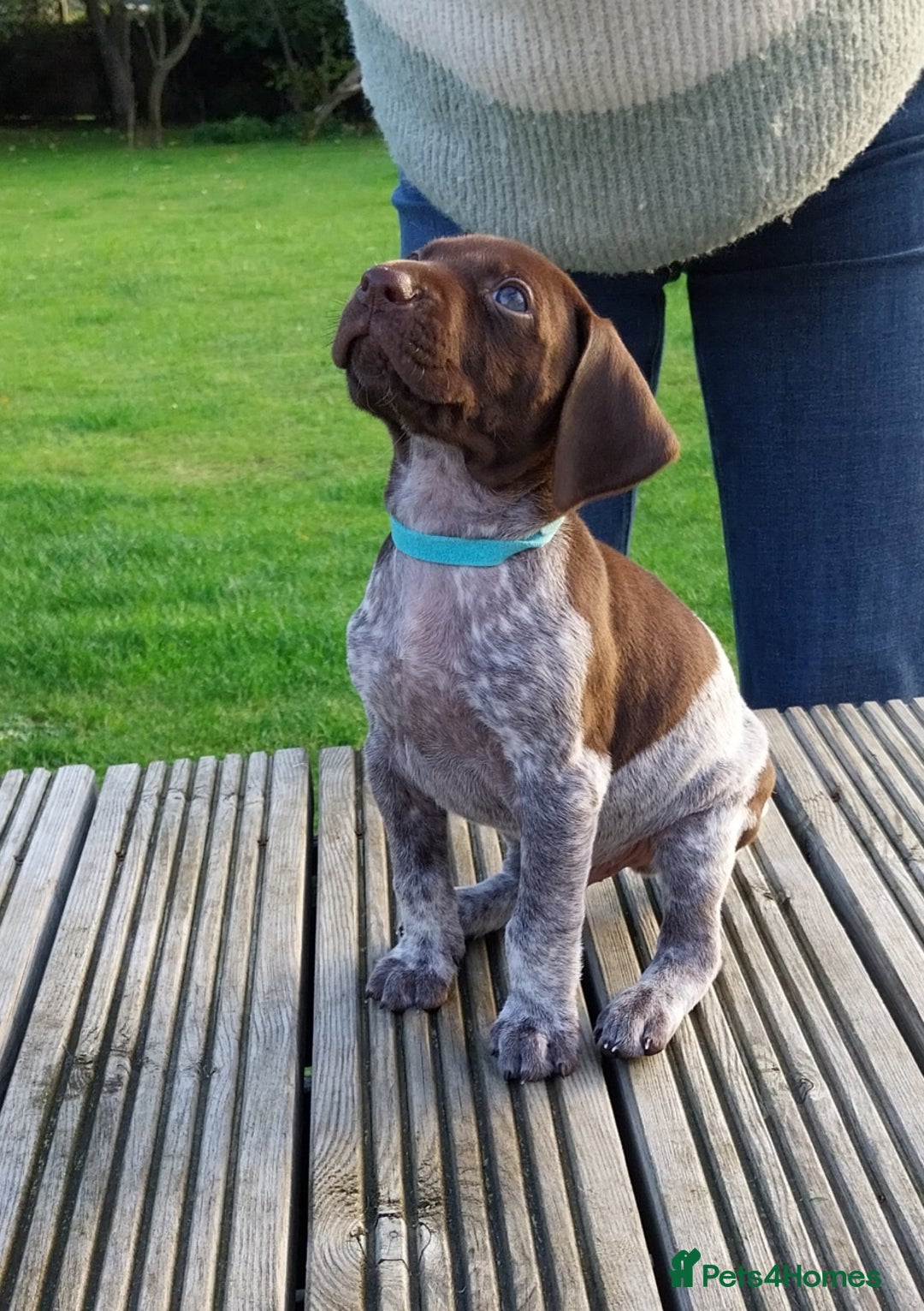 German Shorthaired Pointer dogs for sale: Amazing male GSP Puppy.  Available 5th Oct. - Image 3