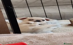 Chihuahua dogs for sale: Short-Haired Applehead Chihuahuas - Image 13