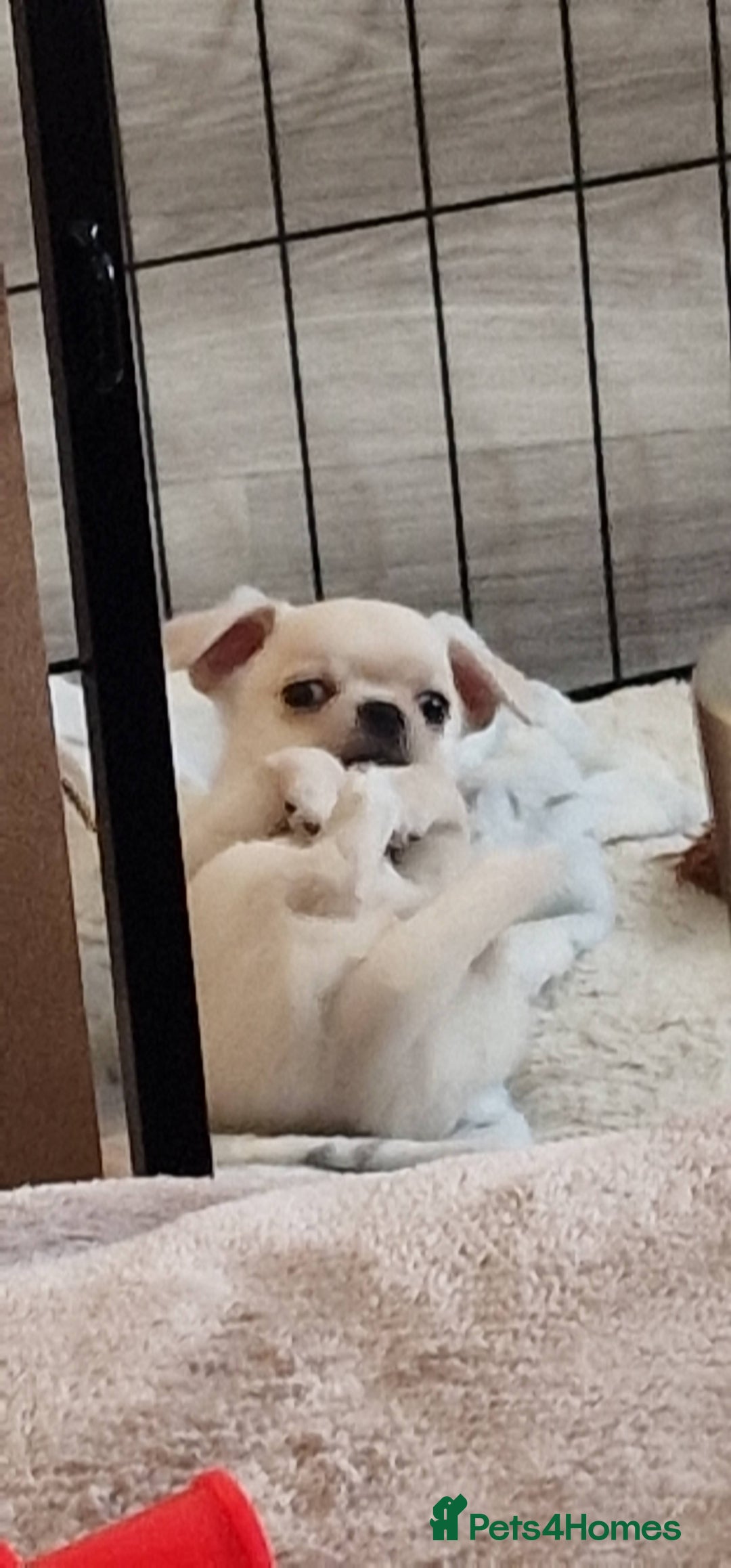 Chihuahua dogs for sale: Short-Haired Applehead Chihuahuas - Image 13