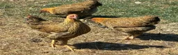Chickens poultry for sale: Gold Partridge Wyandotte Bantams - Advert 2