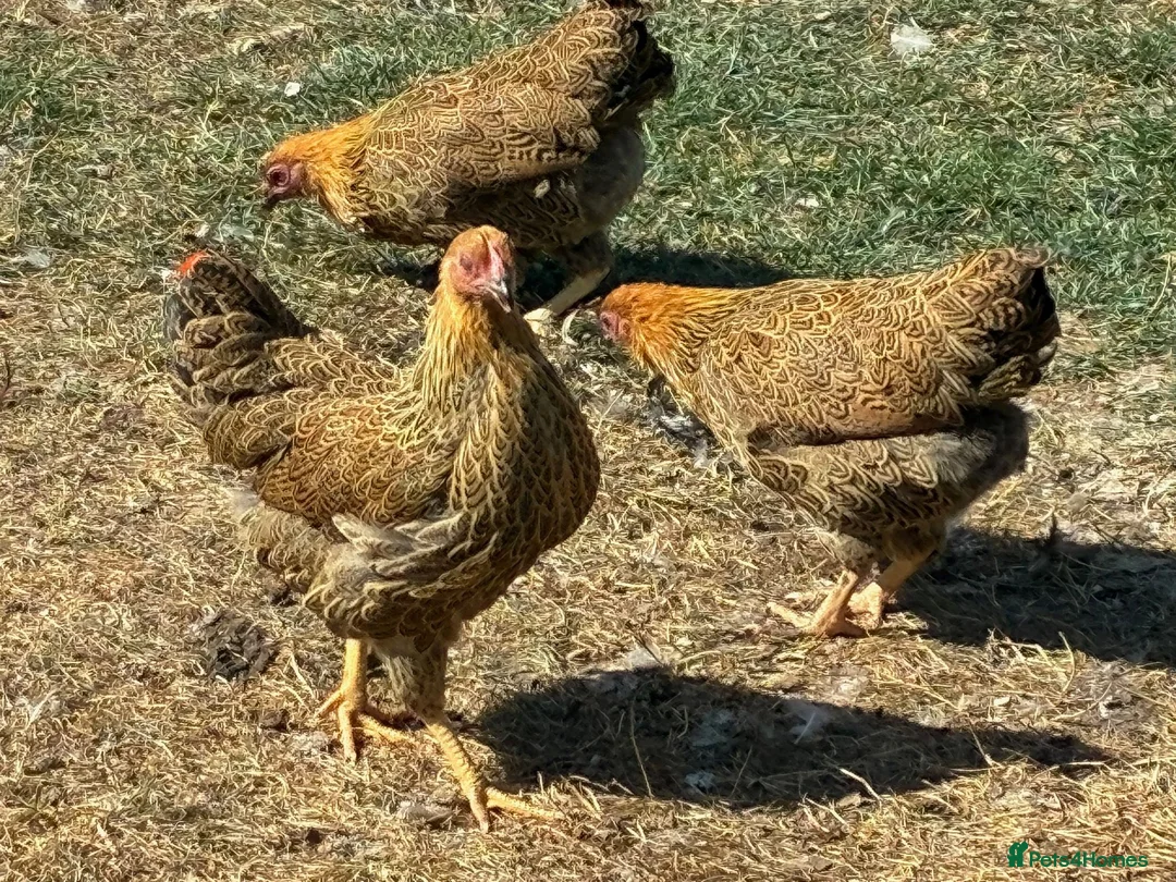 Chickens poultry for sale: Gold Partridge Wyandotte Bantams - Advert 2