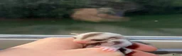 Sugar Glider rodents for sale: Two female sugar glider joeys - Advert 9