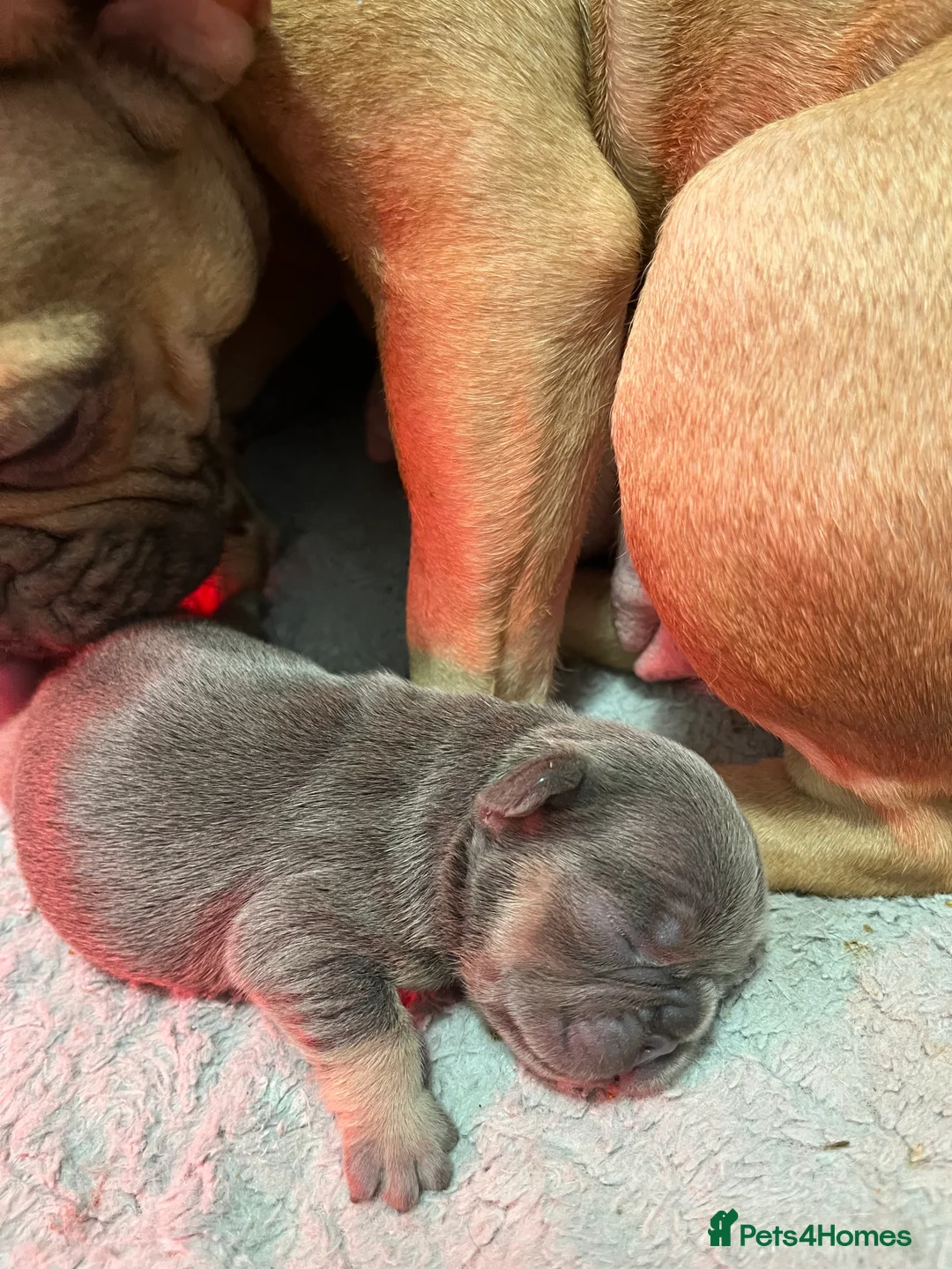 French Bulldog dogs for sale: Beautiful frenchie puppies - Advert 11