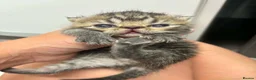 Exotic cats for sale: 3 high quality exotics - Advert 17