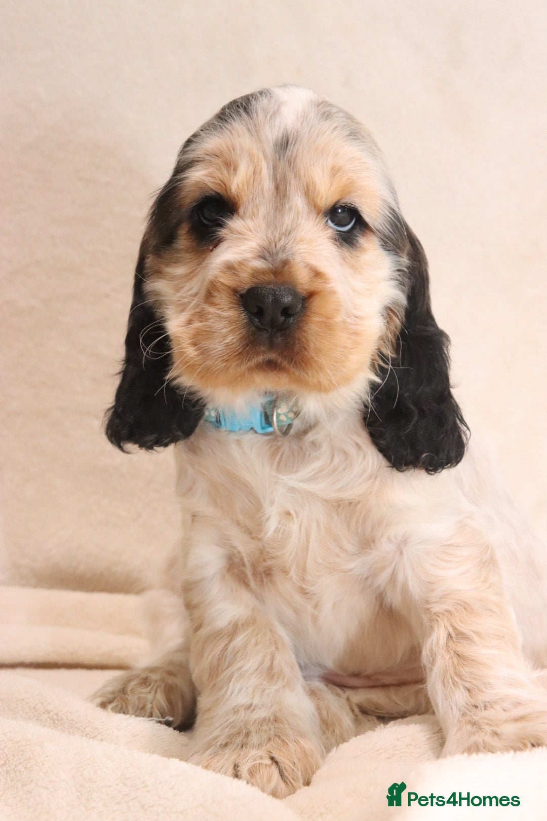 Cocker Spaniel dogs 🤎🧡 1 BOYS Chocolate Sable & Tan 🧡🤎 - Advert 13