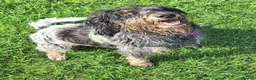 Mixed Breed dogs for adoption: Wendy - Griffon Bleu de Gascogne for Adoption in Wallasey - Advert 6