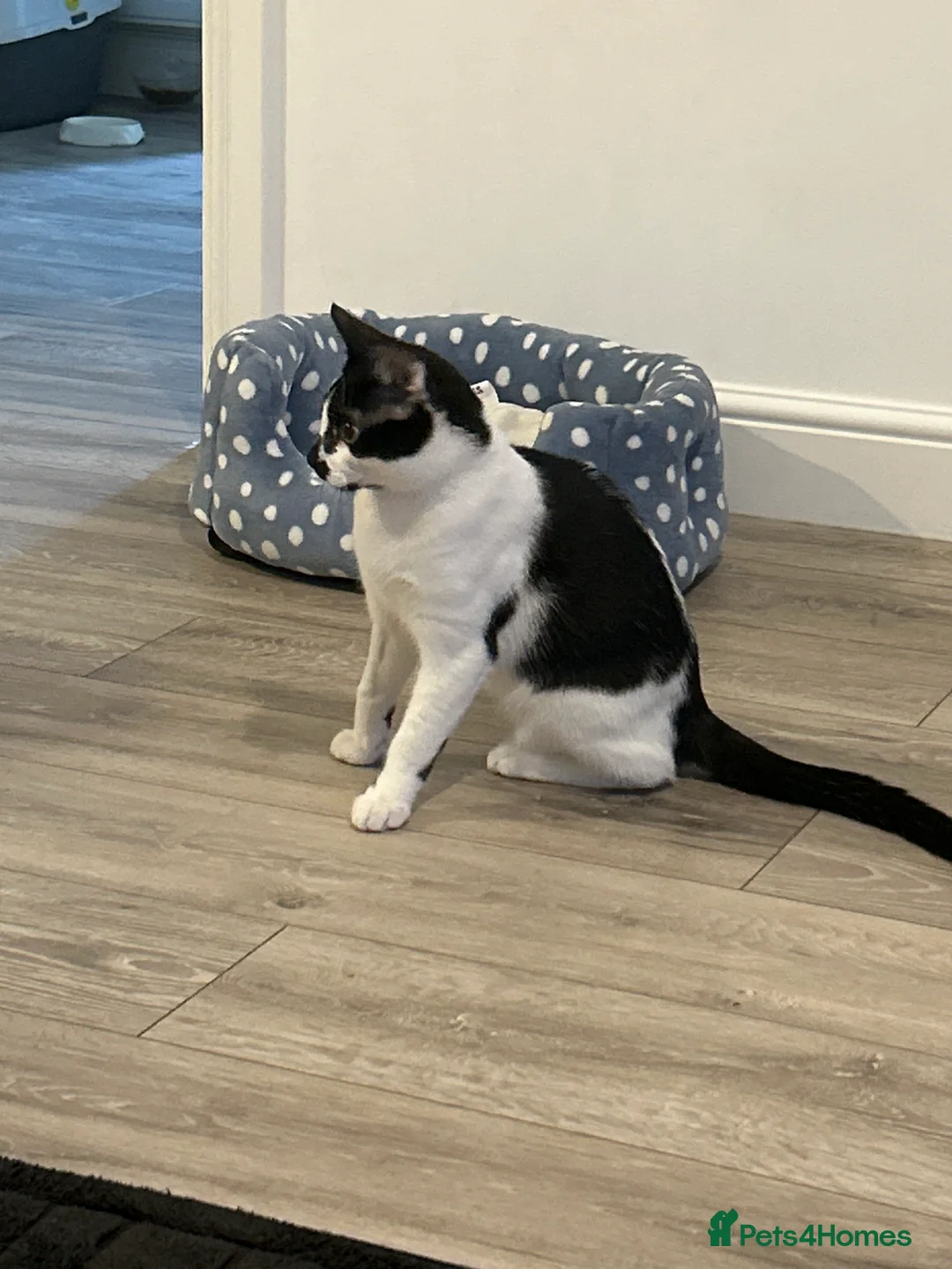 Mixed Breed cats for sale: Oreo  - Advert 4