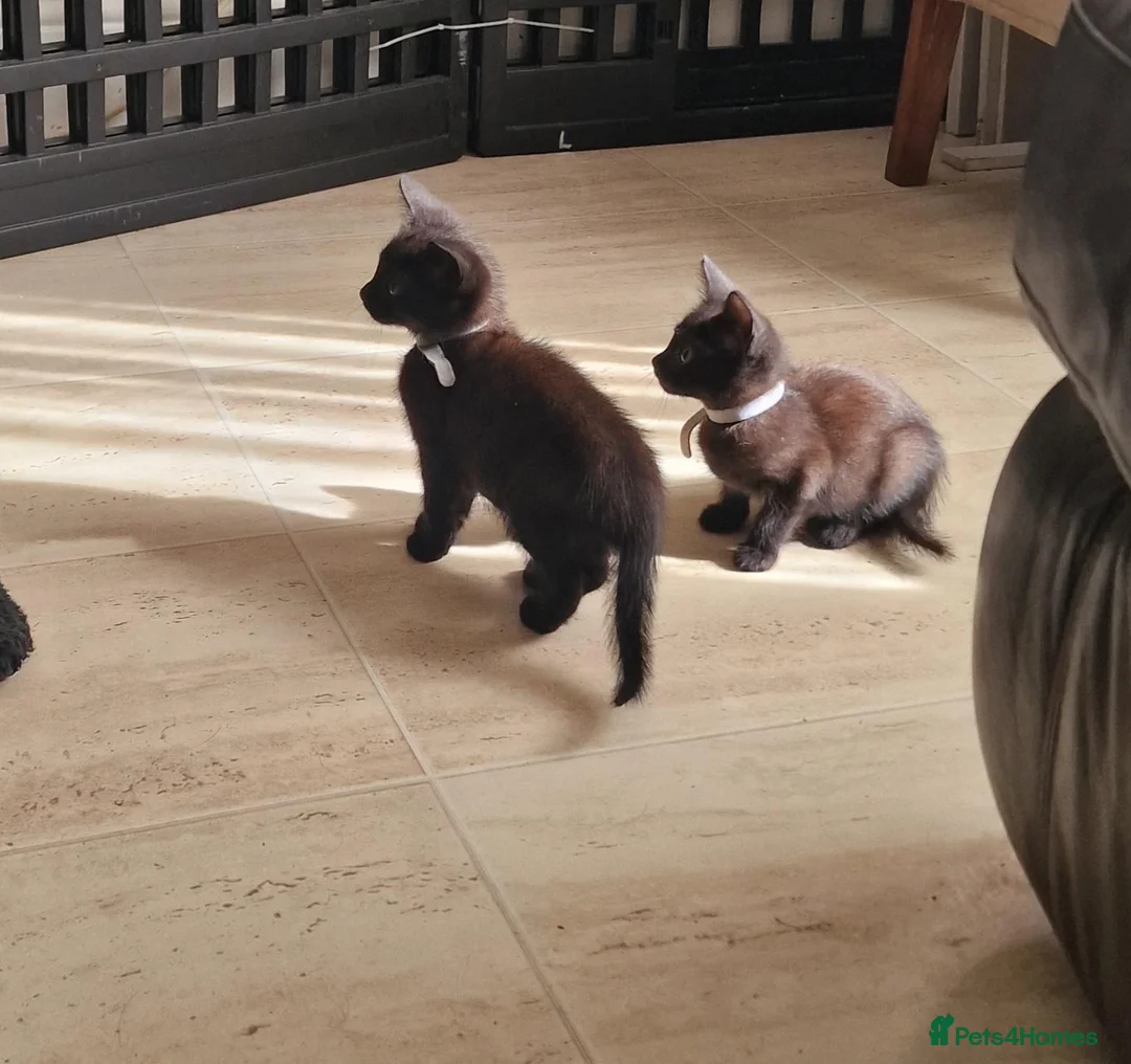 Mixed Breed cats for sale: 2 beautiful kittens  - Advert 8