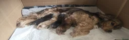 Cocker Spaniel dogs for sale: Stunning Sable Cocker Spaniel Puppies for sale.  - Advert 7