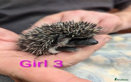 Pygmy Hedgehog rodents for sale: African Pygmy hedgehogs. Ready to reserve! - Advert 10