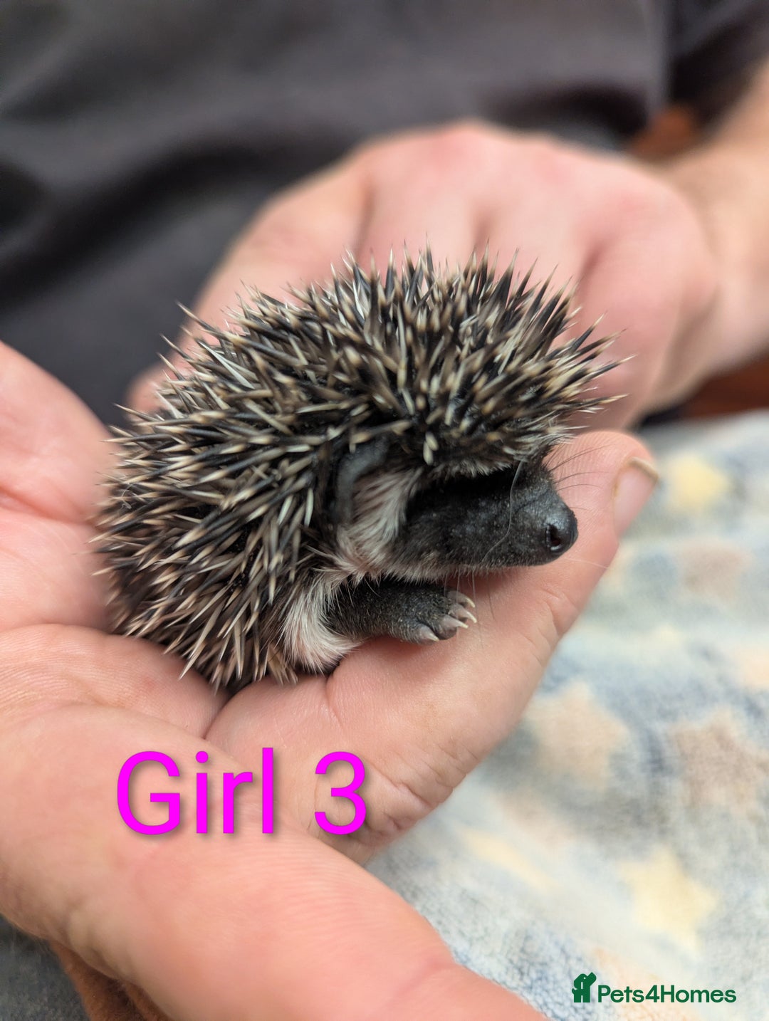 Pygmy Hedgehog rodents for sale: African Pygmy hedgehogs. Ready to reserve! - Advert 10
