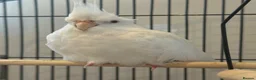 Cockatiels birds for sale: Albert the albino-13weeks white Cockateil-Handtame - Advert 2