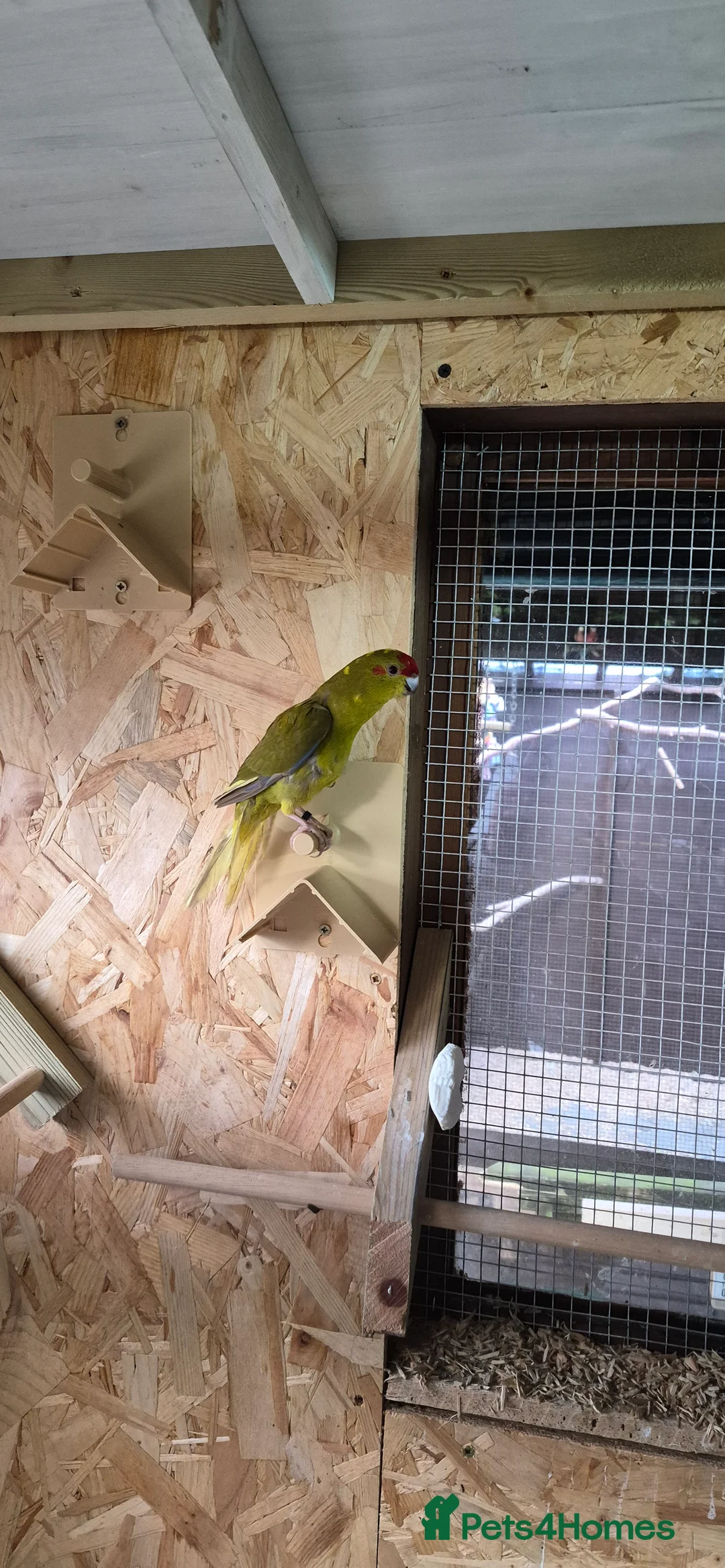 Parakeets birds for sale: Kakariki  - Advert 4