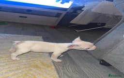 French Bulldog dogs for sale: 2 KC Reg’d French Bulldog Pups For Sale Left - Image 2