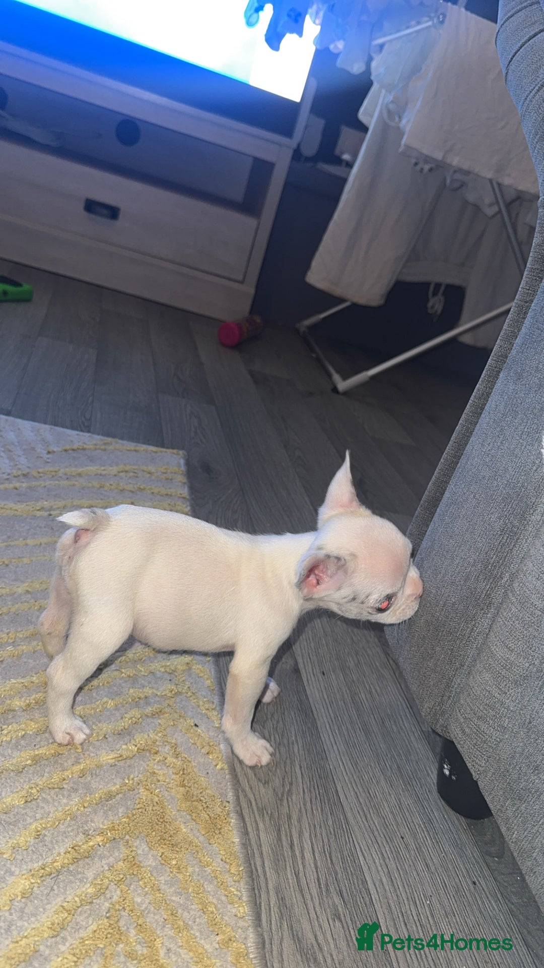 French Bulldog dogs for sale: 2 KC Reg’d French Bulldog Pups For Sale Left - Image 2