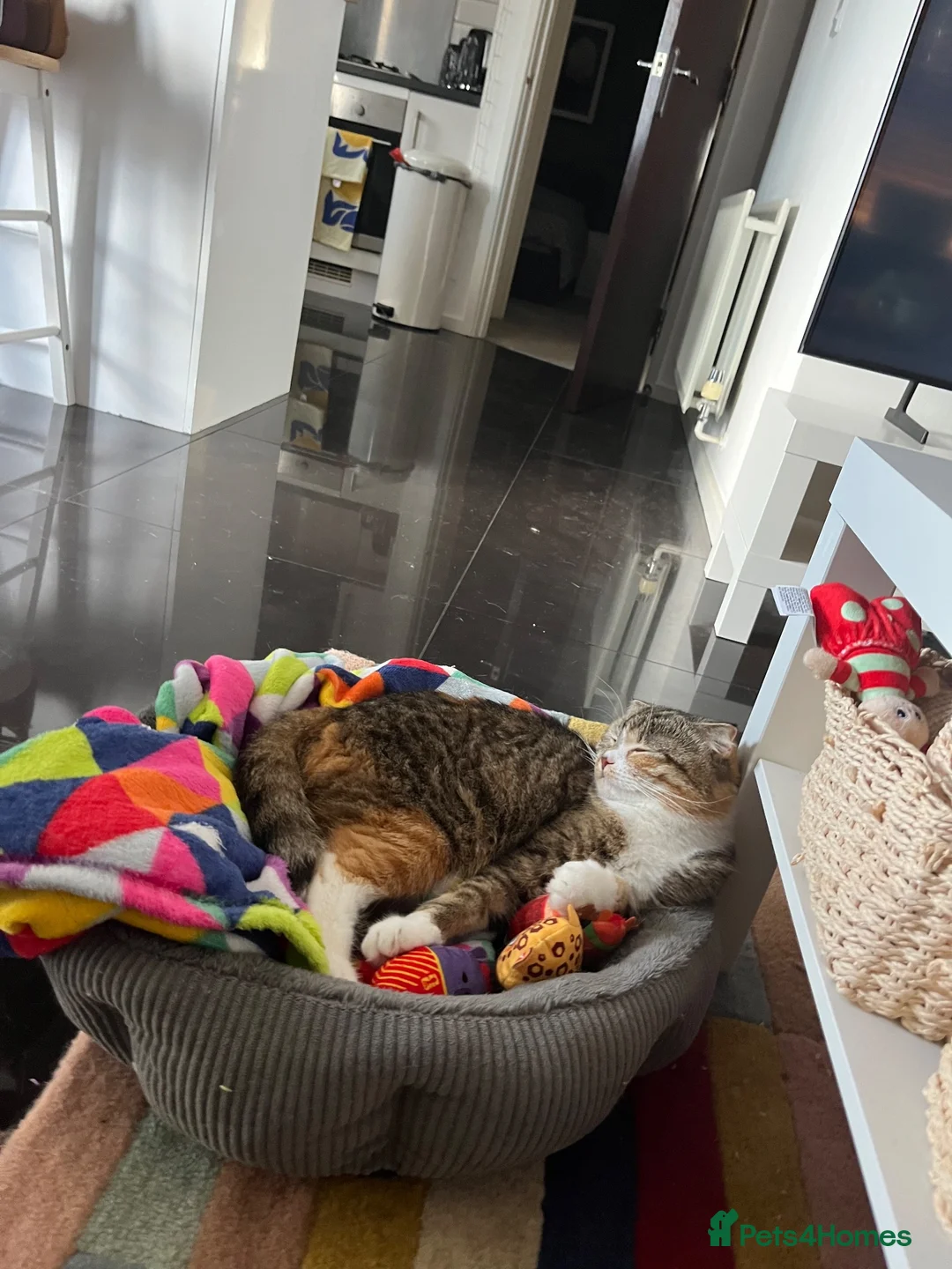 Scottish Fold cats for sale: Moose- Scottish fold  - Advert 2