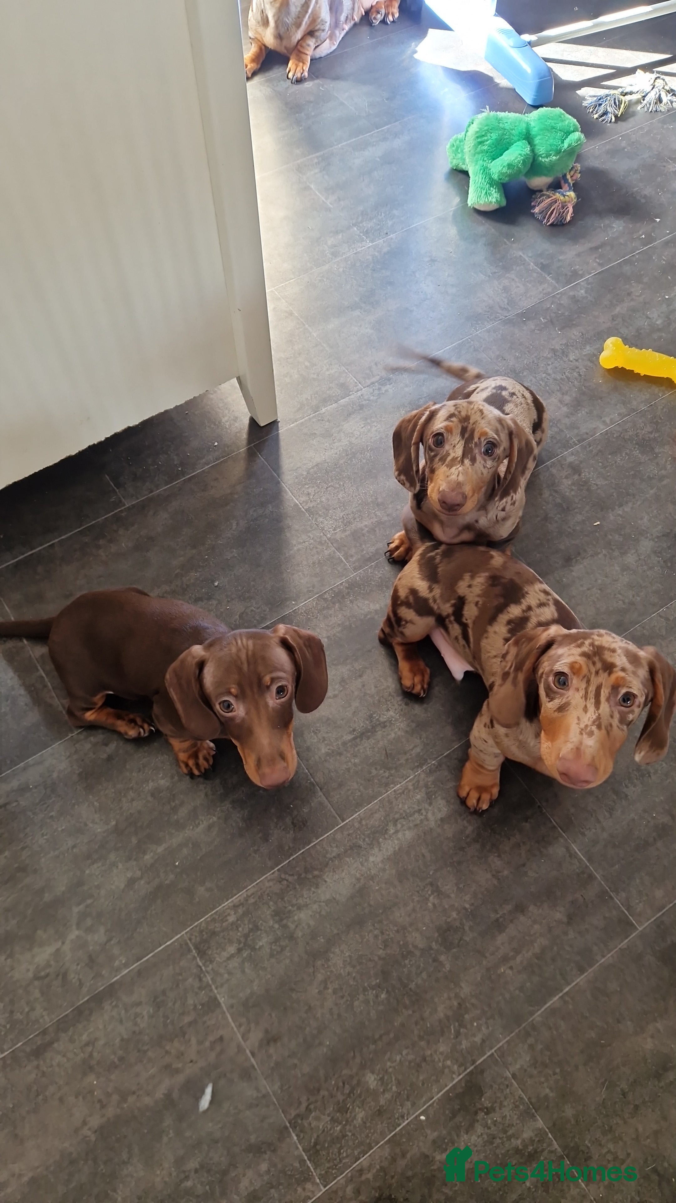 Miniature Dachshund dogs **READY NOW REDUCED PRICE** - Advert 10